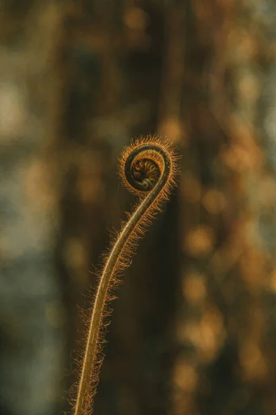 Filizlenen eğrelti otunun ayrıntıları, Batı Yakası, Yeni Zelanda
