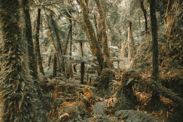 Buja Esőerdők Nyugati Part Zéland — Stock Fotó