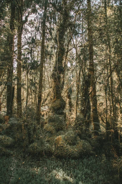 Lush Rain Forrest Zachodnie Wybrzeże Nowa Zelandia — Zdjęcie stockowe