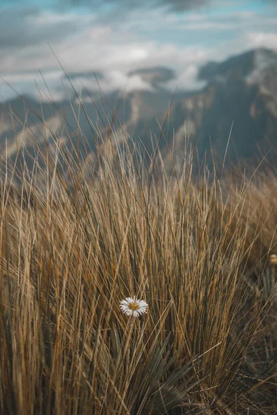 Brown Dağı 'nın tepesindeki çiçek, Batı Yakası, Yeni Zelanda