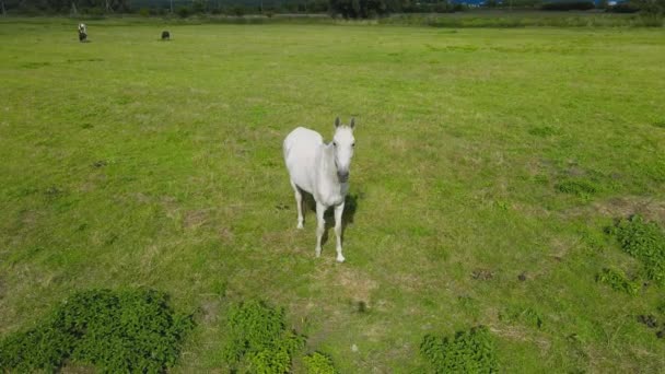 Close Horse Grazing Meadow Summer Sunny Weather — Stock Video