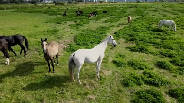 Rebanho Cavalos Campo Verde — Vídeo de Stock