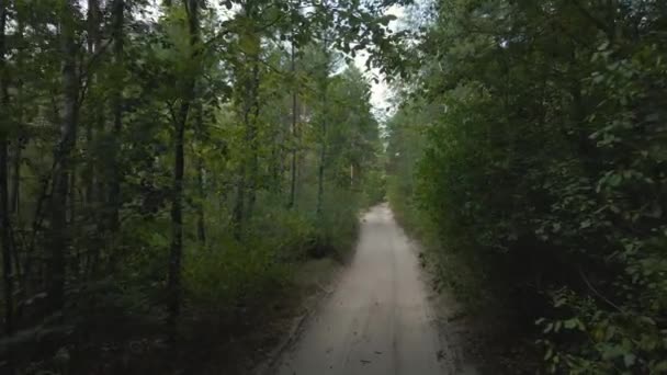 Morgen Wald Straße Und Bäume — Stockvideo