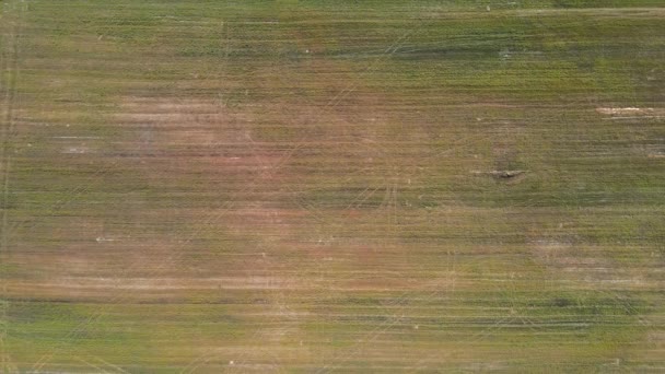 Flygfoto Drönare Kameran Virvlar Över Ett Grönt Fält Jordbruk Livsmedelsproduktion — Stockvideo