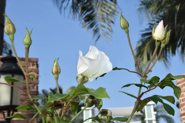 Fleur blanche de rose fraîche avec des feuilles dans le parc — Photo