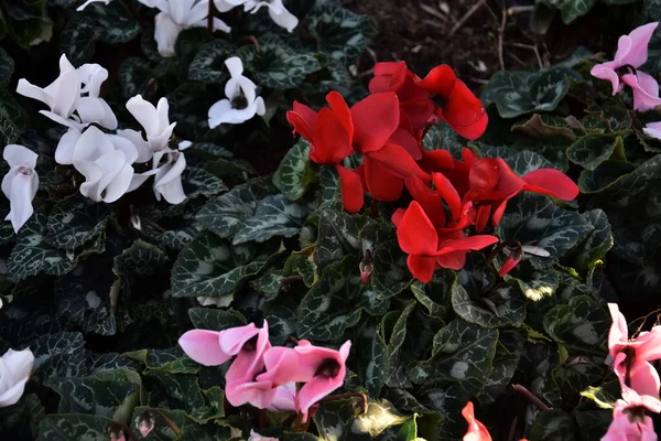 Fleurs Rouges Blanches Roses Avec Des Feuilles Vertes Fond Naturel — Photo