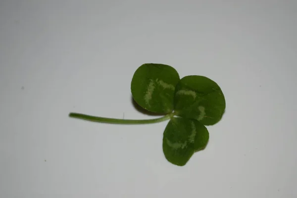 Ježek Zelených Jetelových Listů Světle Zeleném Pozadí Patrick Day Kvalitní — Stock fotografie