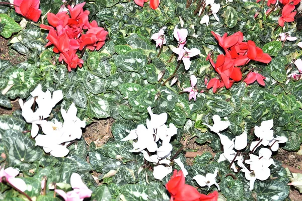 Red white and pink flowers with green leaves, natural background. High quality photo