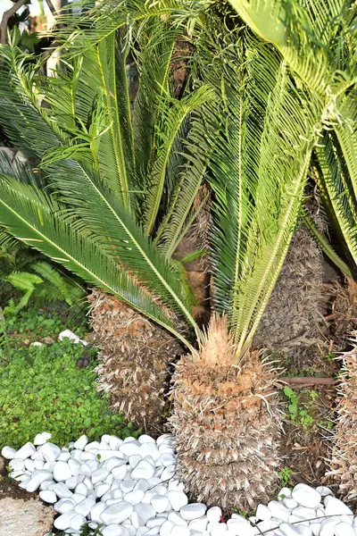 Palmeiras Pequenas Decorativas Verdes Com Folhas Pedras Redondas Brancas Jardim — Fotografia de Stock