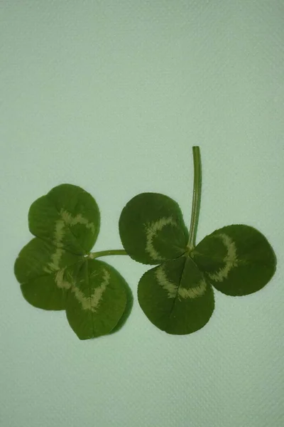 Takjes Groene Klaverbladeren Een Lichtgroene Achtergrond Patrick Day Hoge Kwaliteit — Stockfoto