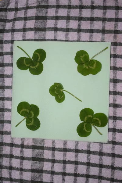 Ramitas Hojas Trébol Verde Sobre Fondo Verde Claro Patrick Day —  Fotos de Stock