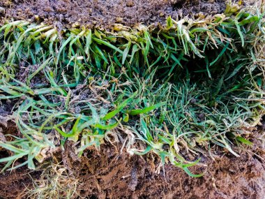 Yırtık yeşil otlu kahverengi toprak parçası. Yüksek kalite fotoğraf