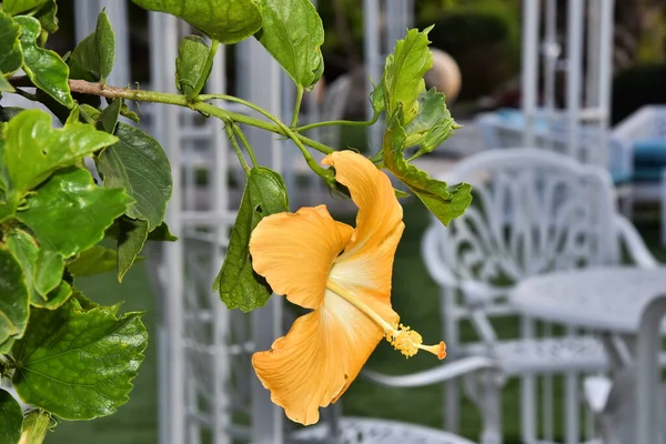 Fleur Vivante Jaune Dans Jardin Photo Haute Qualité — Photo