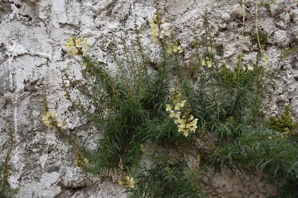 Sten Gammal Mur Och Grön Växt Med Gula Blommor Jerusalem — Stockfoto