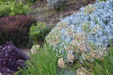 Çiçek tarhında yeşil dekoratif çiçekler. Yüksek kalite fotoğraf