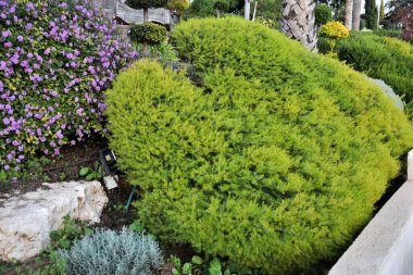 Bahçede yeşil kalp şeklinde çalı var. Yüksek kalite fotoğraf