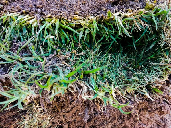 Yırtık yeşil otlu kahverengi toprak parçası. Yüksek kalite fotoğraf