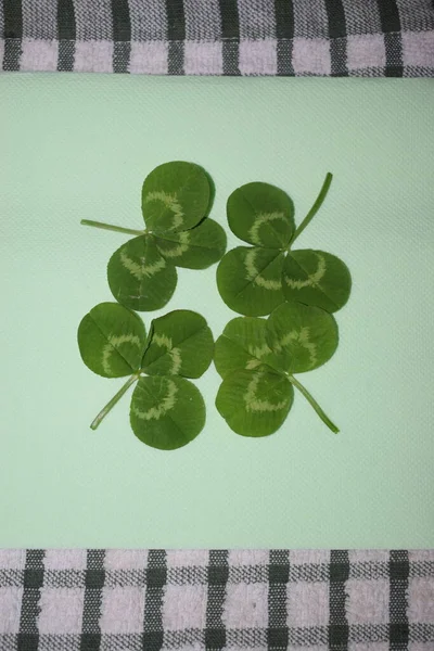 Takje Groene Klaverbladeren Een Lichtgroene Achtergrond Patrick Day Hoge Kwaliteit — Stockfoto