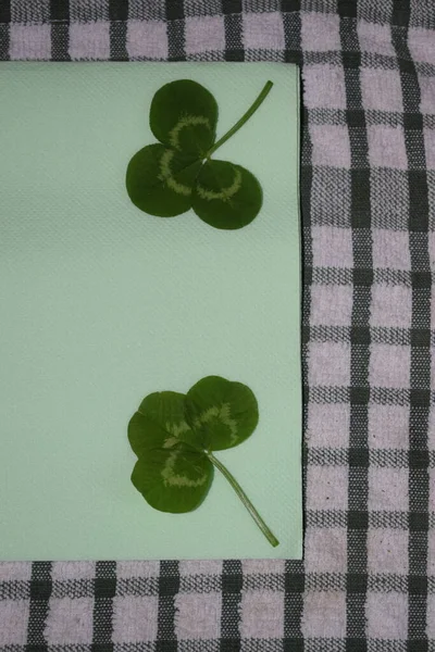 Takje Groene Klaverbladeren Een Lichtgroene Achtergrond Patrick Day Hoge Kwaliteit — Stockfoto