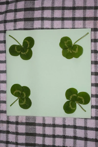 Takjes Groene Klaverbladeren Een Lichtgroene Achtergrond Patrick Day Hoge Kwaliteit — Stockfoto