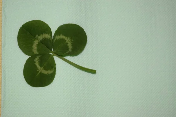 Groene Klaver Bladeren Een Licht Groene Achtergrond Patrick Dag Hoge — Stockfoto