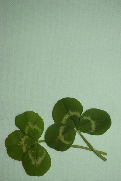 Ramitas Hojas Trébol Verde Sobre Fondo Verde Claro Patrick Day —  Fotos de Stock