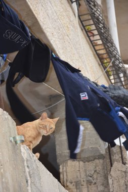 Kudüs, İsrail, 27 Mart 2021: Kızıl bir kedi duvarın arkasından arka planda asılı giysileri dikizliyor. Yüksek kalite fotoğraf