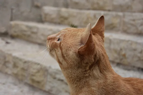 Porträtt Rödhårig Katt Profil Mot Bakgrund Trappstegen Gammal Stentrappa Jerusalem — Stockfoto