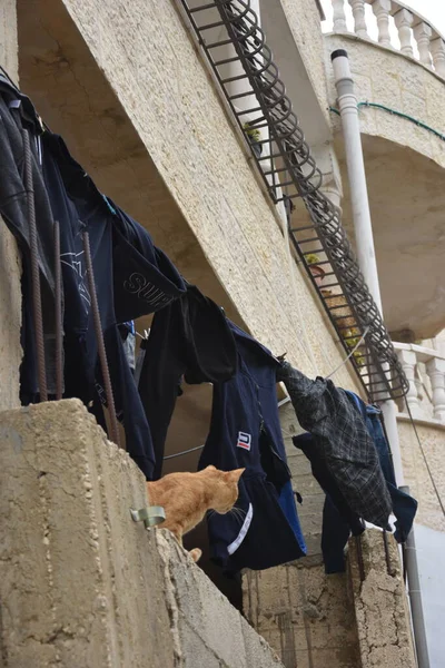 Kızıl Bir Kedi Eski Beyaz Taş Basamaklar Boyunca Yürür Kudüs — Stok fotoğraf