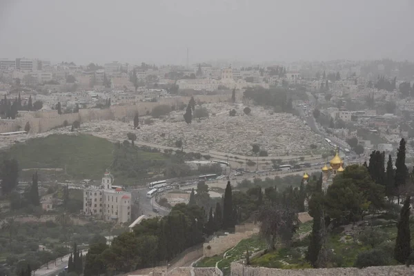 Ιερουσαλήμ Ισραήλ Μαρτίου 2021 Πράσινο Δέντρο Στο Κατάστρωμα Παρατήρησης Θέα — Φωτογραφία Αρχείου