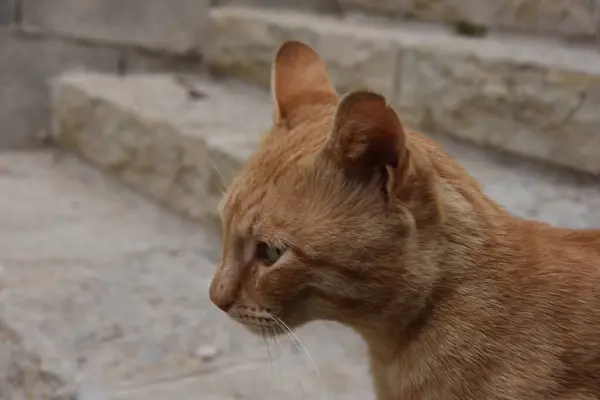 Porträtt Rödhårig Katt Profil Mot Bakgrund Trappstegen Gammal Stentrappa Jerusalem — Stockfoto