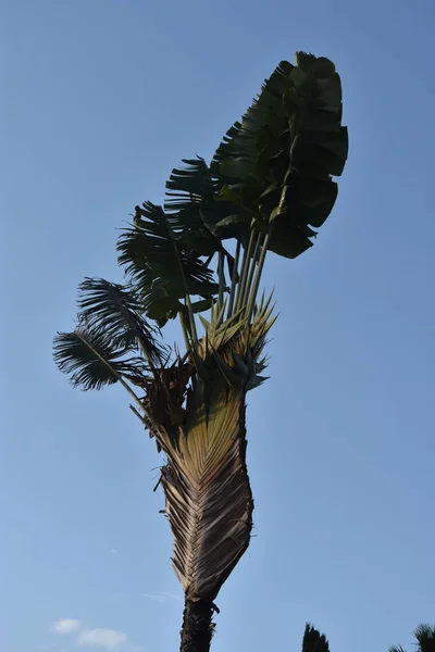 Zielona Palma Błękitnym Niebie Wysokiej Jakości Zdjęcie — Zdjęcie stockowe