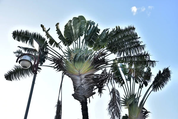 蓝天下的绿色棕榈树 高质量的照片 — 图库照片