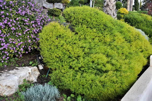 Arbusto Verde Forma Corazón Jardín Foto Alta Calidad — Foto de Stock