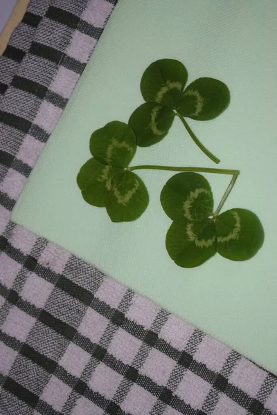 Ramitas Hojas Trébol Verde Sobre Fondo Verde Claro Patrick Day —  Fotos de Stock