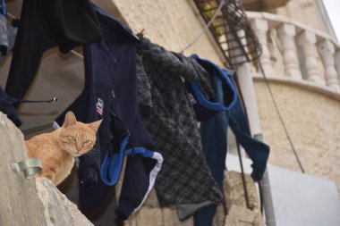 Kızıl bir kedi eski beyaz taş basamaklar boyunca yürür. Kudüs, İsrail 27 Mart 2021. Yüksek kalite fotoğraf