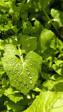 Yaprak yağmur damlaları yeşil duvar yaprakları arka plan parkını açık duvar dokusu açık sanat tasarım kartı açık yaz sokak sezonu dışında. Yüksek kaliteli flora çiçeği.