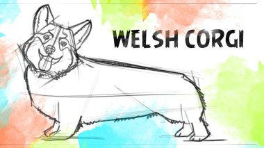 Galli bir Corgi köpeği resmi olan ilginç bir iz..