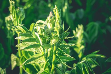 Yeşil, taze, parlak doku arka planı. Çiçek tomurcukları açmaya hazır. Yaz ya da ilkbahar çiçek arkaplanı. Güneş ışığında güzel yeşil çiçekler ve yapraklar. Seçici odak, bulanık arkaplan