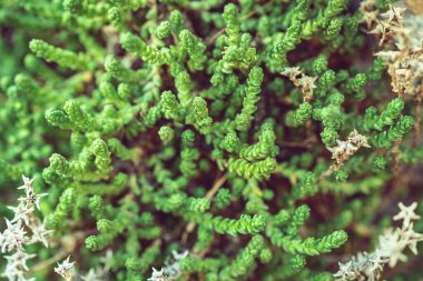 Sulu doku, doğal arkaplan. Kuru parçalı yeşil taze yosun. Orman bitkisi yeşillikleri kapanıyor. Yazın ve ilkbaharda orman kavramı. Seçici odak