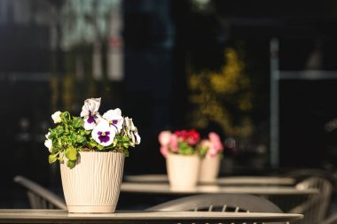 Masadaki saksıda nonoş çiçekleri. Gün ışığında kafe terasında. Bulanık, karanlık bir arkaplan. Gün ışığında beyaz ve mor hanım evlatları. Kafeterya ya da restoran konsepti. Seçici odak, boşluğu kopyala
