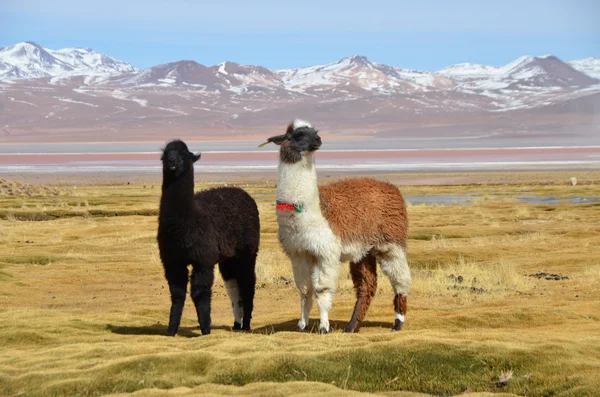 A laguna colorada, Bolívia a láma — Stock Fotó