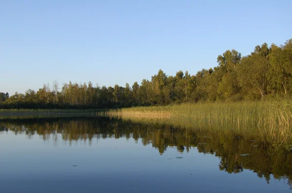 Reflexão florestal na água — Fotografia de Stock