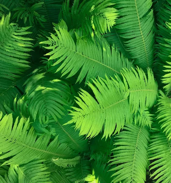 Perfecte Grote Groene Varenbladeren Het Bos — Stockfoto