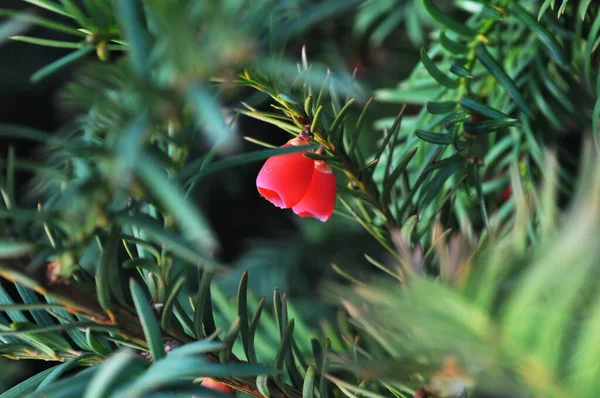 Yeşil Ladin Etrafında Iki Küçük Kırmızı Dut — Stok fotoğraf