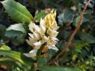 Beyaz çiçekler, eşsiz çırak orkideleri. 