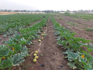 Bir kabak tarlasının ilk mahsulü