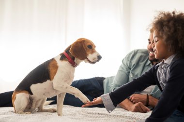 köpek besleme