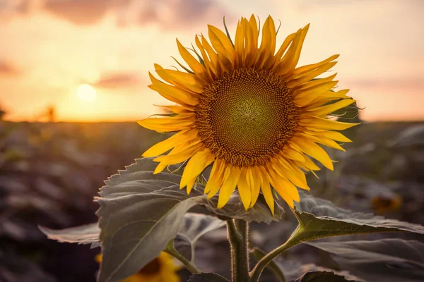 Sonnenblume auf dem Feld — Stockfoto