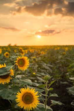 Sunflowers on the fields clipart